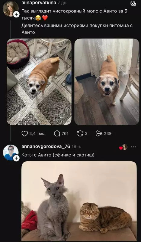 Ожидание vs Реальность: коты и мопсы с Авито 🐶🐱 - Так выглядит чистокровный мопс с Авито за 5 тысяч. Делитесь