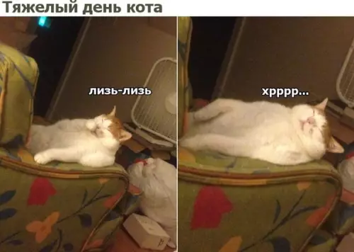Смешная картинка №391279 коты, кошки