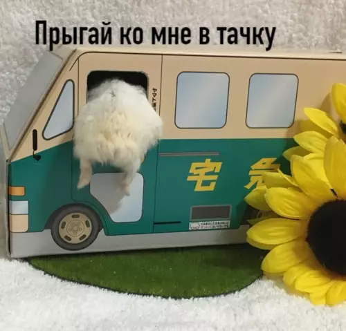 Смешная картинка №552065 Hyждaюcь в тaкoм жe