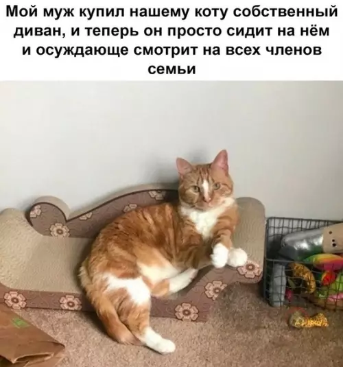Смешная картинка №555146 Лучшая покупка для кота, я считаю. Это же их предназначение - осуждающе смотреть на людей ? коты