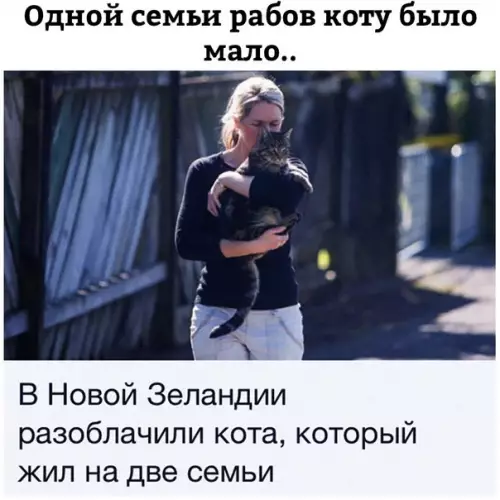 Смешная картинка №263176 кот, кошки