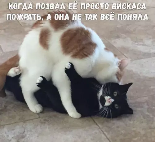 Смешная картинка №247222
