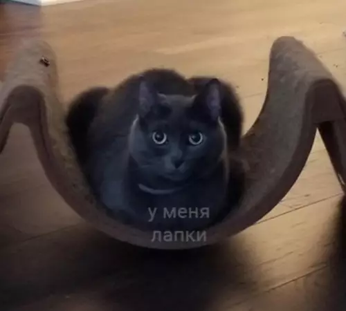 продолжение Смешная картинка №607229 Даа, невесты...