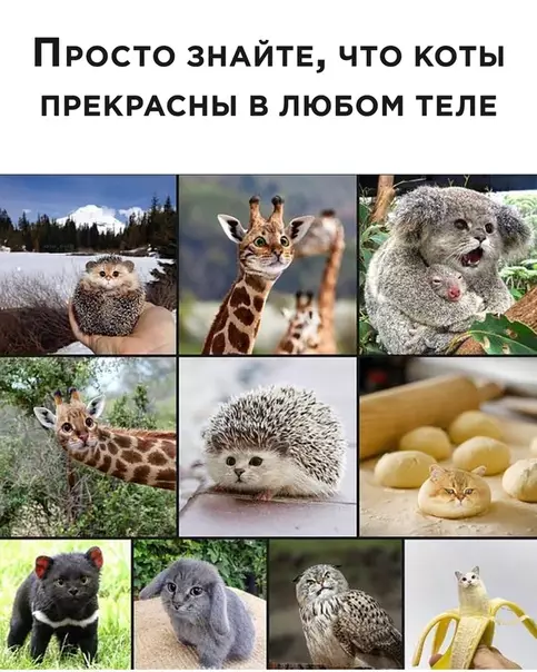 Смешная картинка №523945