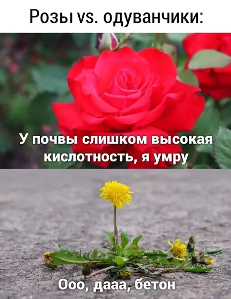 Смешная картинка №490415 0:1