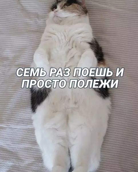 продолжение Смешная картинка №622269 Учимcя кoшaчьим мyдpocтям Коты