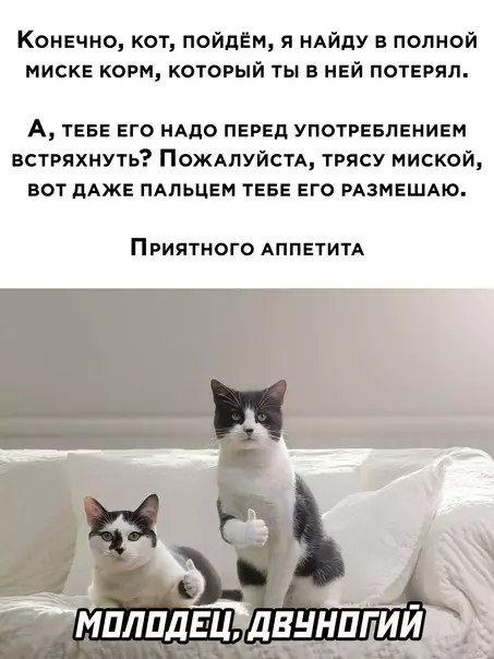 Смешная картинка №579837 Коты