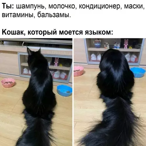 Смешная картинка №670249 коты, кошки