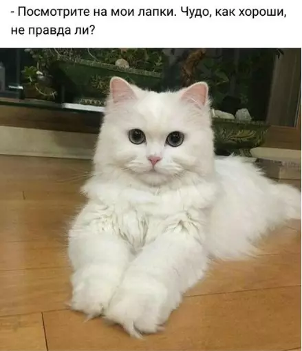 Смешная картинка №242317