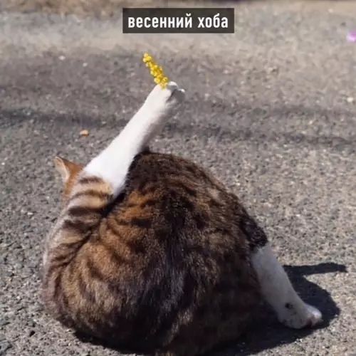 продолжение Смешная картинка №566203 Виды хоба: Кошки