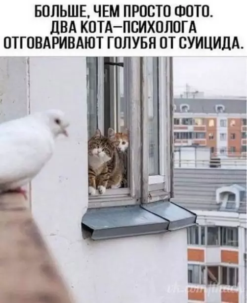 Смешная картинка №706902
