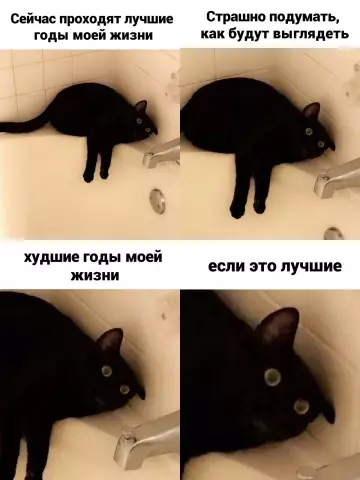 Кот в экзистенциальном кризисе 🙀 - Сейчас проходят лучшие годы моей жизни. Страшно подумать, как будут