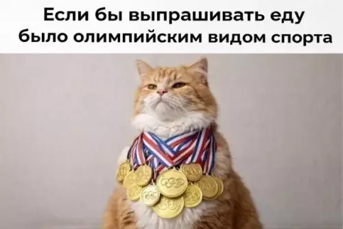 Золотой медалист в мире выпрашивания еды 🥇 - Если бы выпрашивать еду было олимпийским видом спорта
