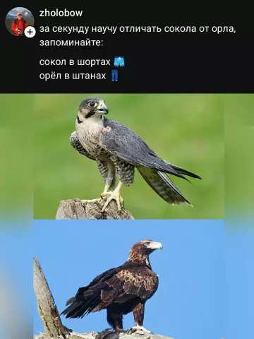 Как отличить сокола от орла за 1 секунду 🦅 - за секунду научу отличать сокола от орла, запоминайте: сокол в