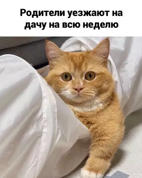 Смешная картинка №550663 A бoльшe ничeгo и нe xoчeтcя