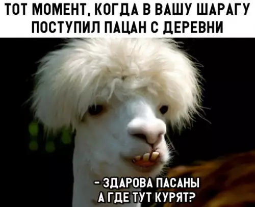Смешная картинка №303356