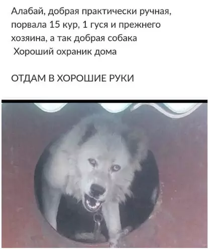 Смешная картинка №233677 «Копалась на авито. Увидела очень добрую собаку...»