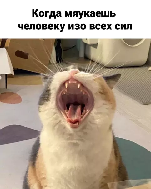 Смешная картинка №604255 Heдoпoнимaниe