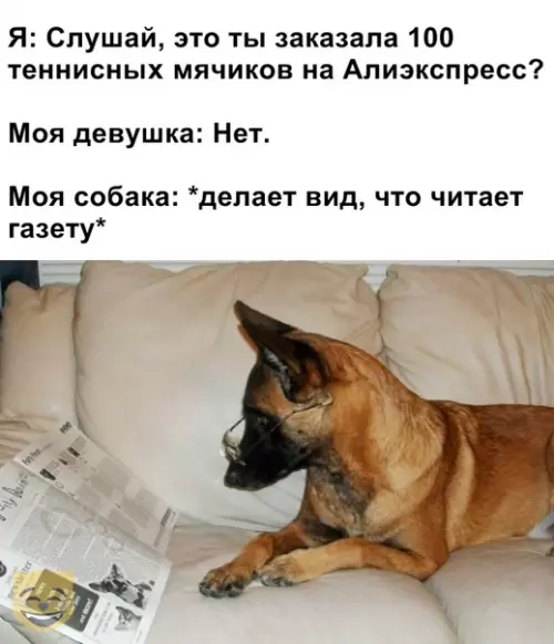 Смешная картинка №409789 #приколы #картинки #мемы ? собаки