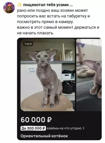 Купи кота и не плачь 🐈😂 - пощекотал тебя усами ... рано или поздно ваш хозяин может