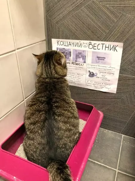 Смешная картинка №534260 "Сделали коту стенгазету, чтобы ему было что почитать в туалете" коты