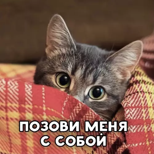 Смешная картинка №526037 Пycть кoтябpь нaчнётcя с пecни прo кoтикoв.