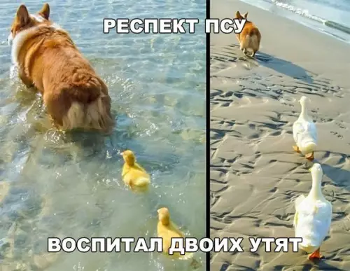 Смешная картинка №274195
