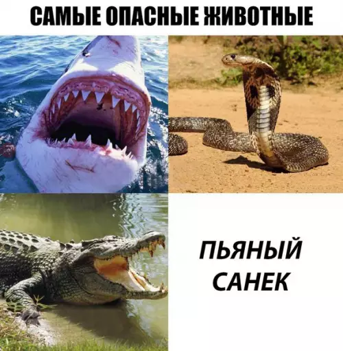 Смешная картинка №268364