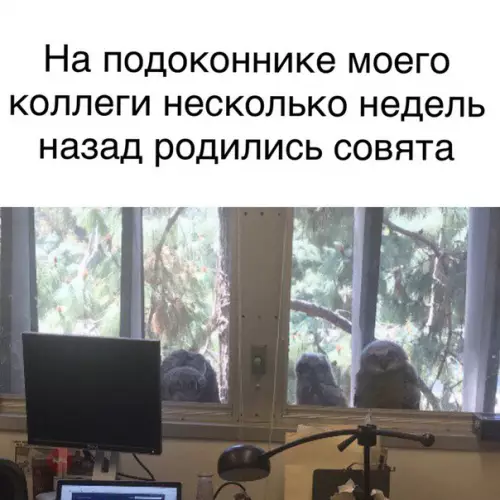 Смешная картинка №266267 Важная новость!