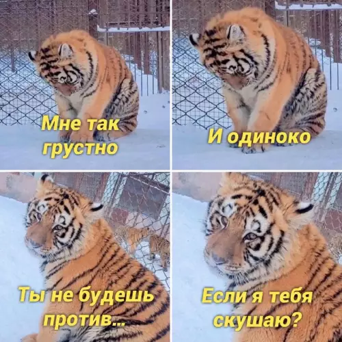 Смешная картинка №663512 животные