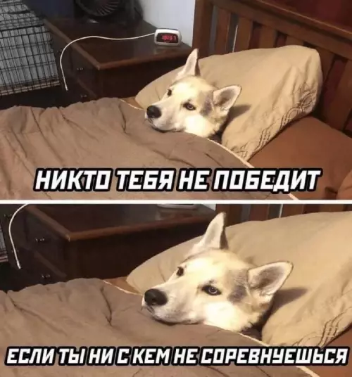 Твой уровень мотивации сегодня 🐶 - НИКТО ТЕБЯ НЕ ПОБЕДИТ ЕСЛИ ТЫ НИ С КЕМ НЕ