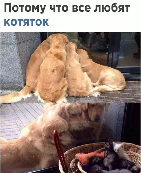 Смешная картинка №247937