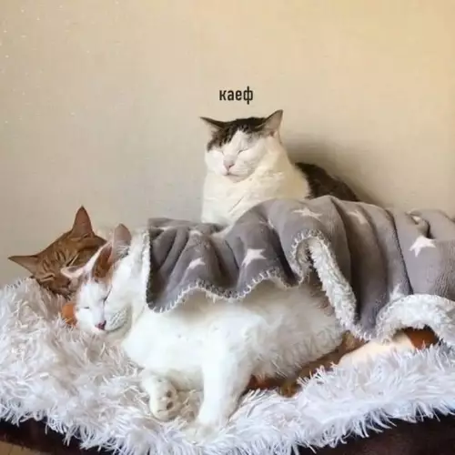 продолжение Смешная картинка №790394