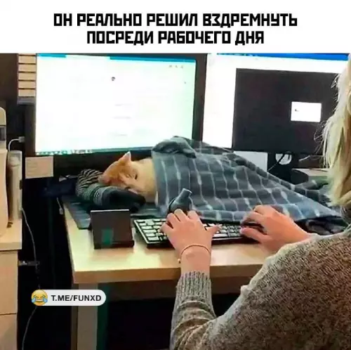 Смешная картинка №709670 коты
