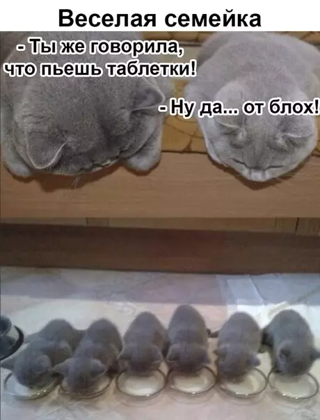 Смешная картинка №335756 кошки