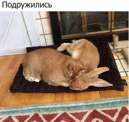 Смешная картинка №310283 животные