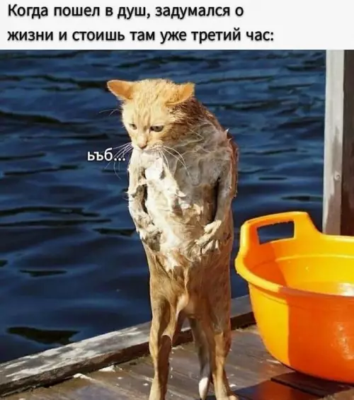 Экзистенциальный кризис в душе 🚿🐱 - Когда пошел в душ, задумался о жизни и стоишь там