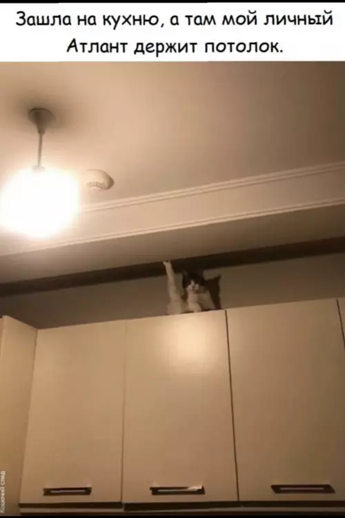 Твой личный Атлант на кухне 🐈💪 - Зашла на кухню, а там мой личный Атлант держит потолок.