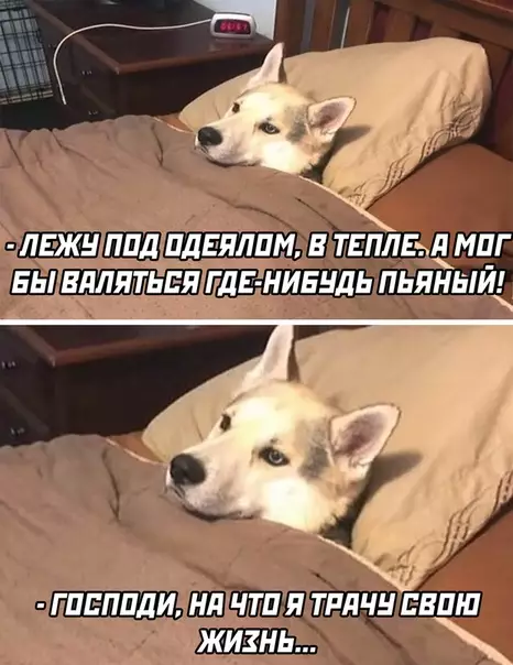 Смешная картинка №536460