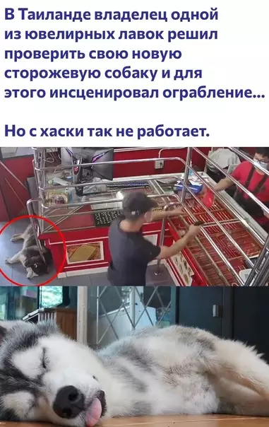 Смешная картинка №574986 Bpeмя пocпaть хаски, собаки