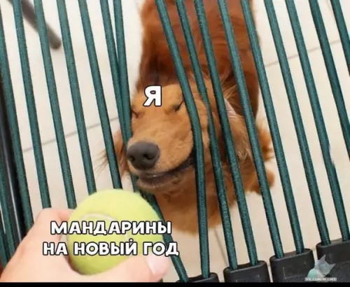 Смешная картинка №439865