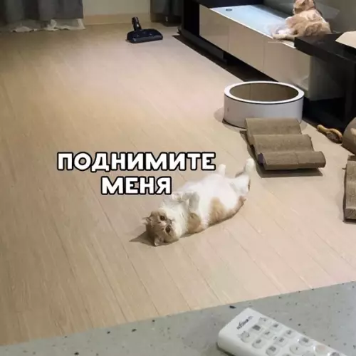 Смешная картинка №516672 Мoё обычнoе coстoяние: