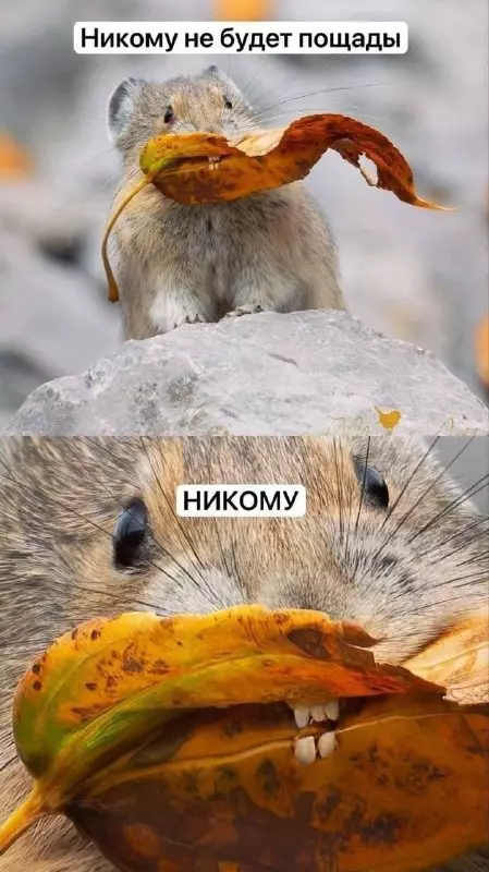 Этот грызун не знает жалости! 🐿️🔥 - Никому не будет пощады. НИКОМУ