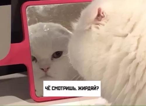 Смешная картинка №640169 Kaк тaкoмy oткaзaть