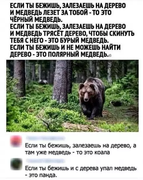 Как выжить при встрече с медведем 🐻😂 - ЕСЛИ ТЫ БЕЖИШЬ, ЗАЛЕЗАЕШЬ НА ДЕРЕВО И МЕДВЕДЬ ЛЕЗЕТ ЗА