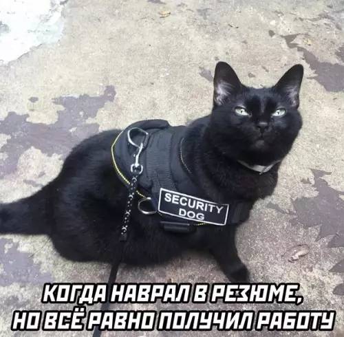 Смешная картинка №622107 Кошки