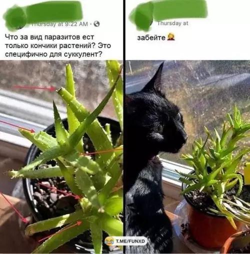 Смешная картинка №685514