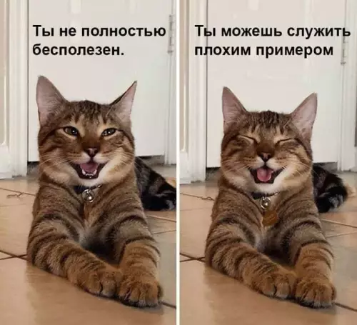 Смешная картинка №732122