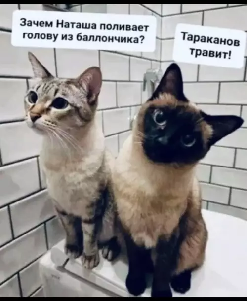 Смешная картинка №778338