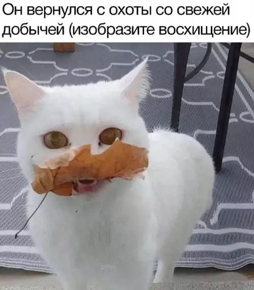 Смешная картинка №710320 коты
